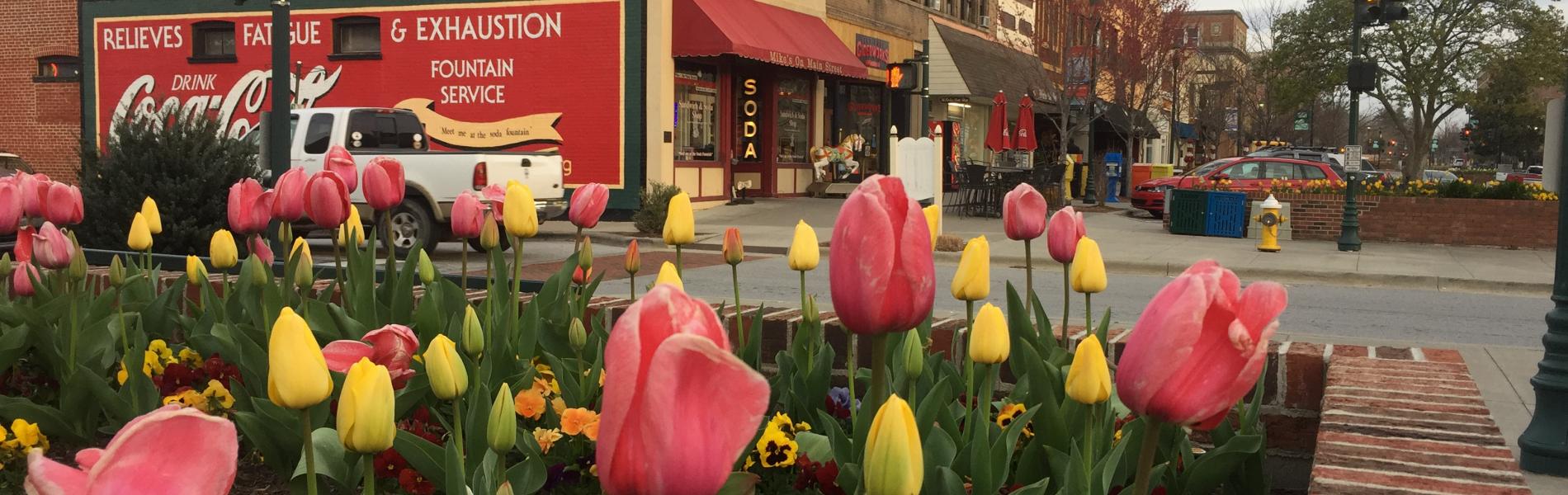 tulips in downtown hendersonville