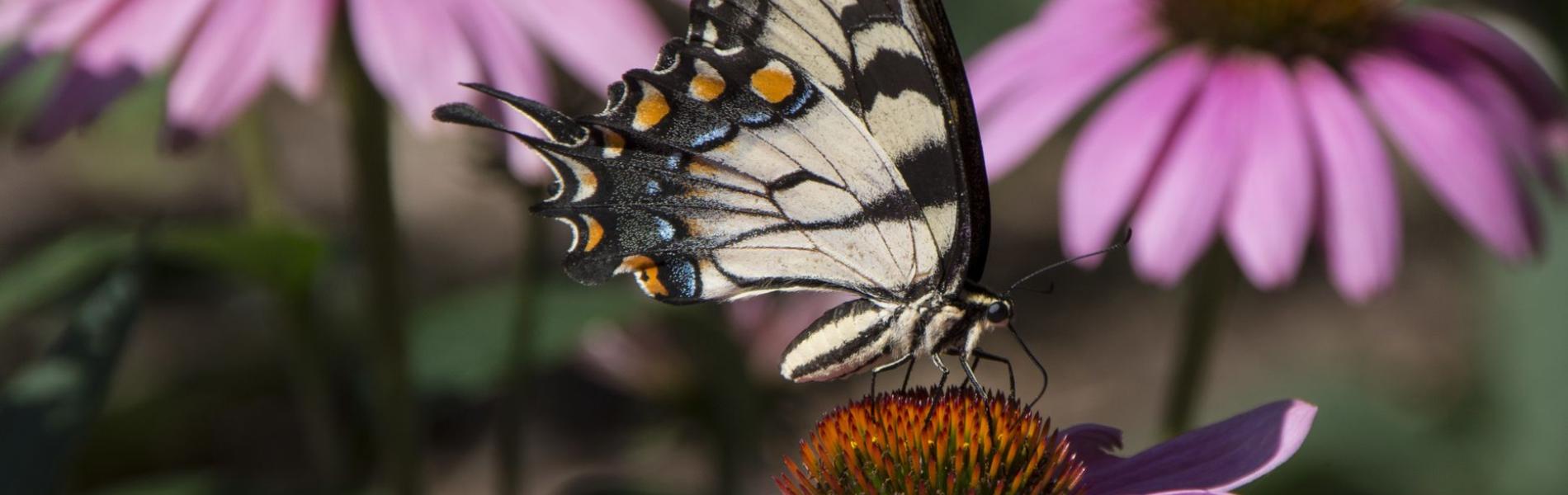 Yellow butterfly on a pink flower.