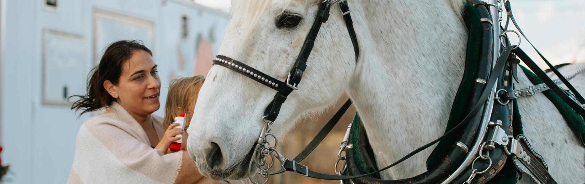horse with a person