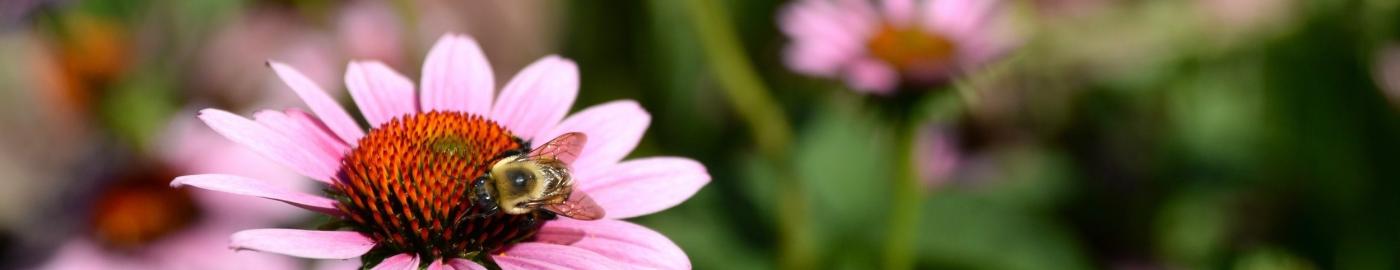 flowers with bee