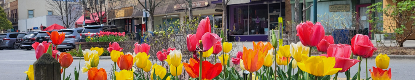 Red and yellow tulips on Main Street.