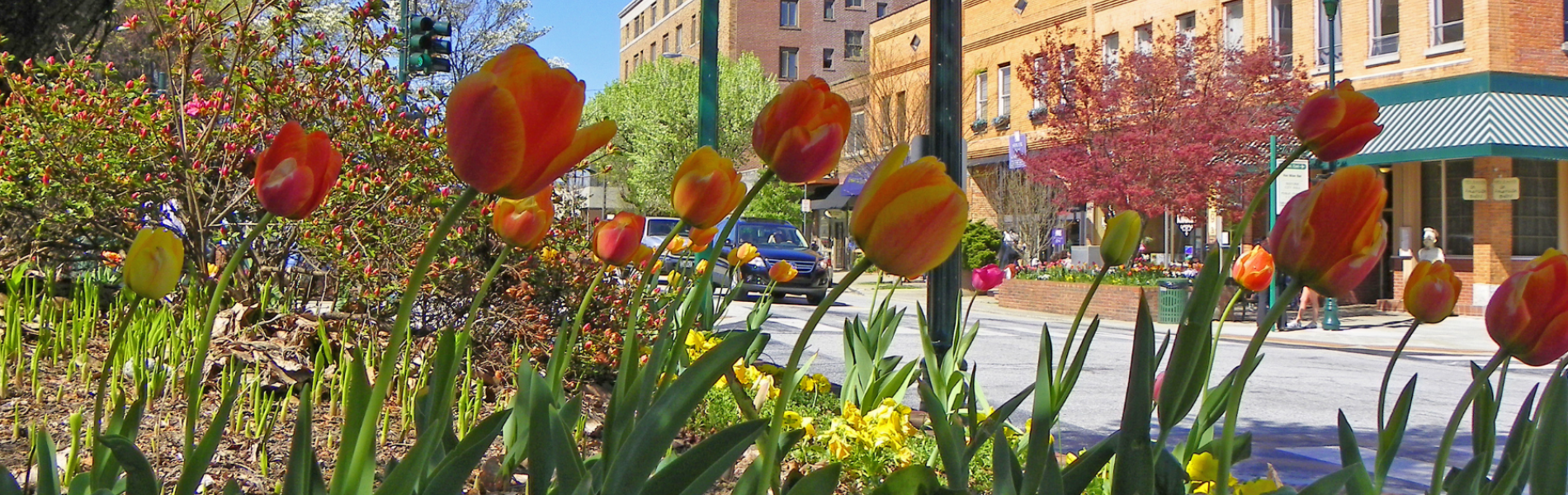 Tulips in Downtown
