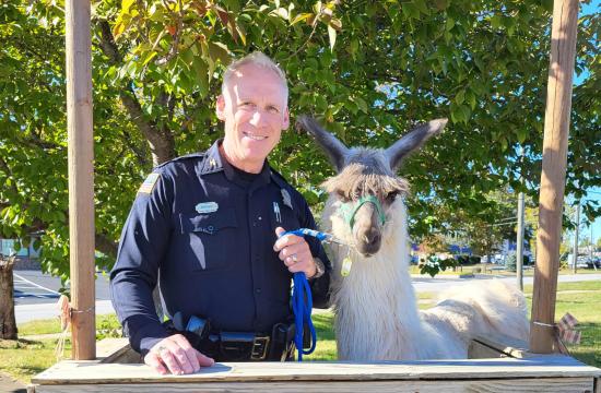 police chief with a llama