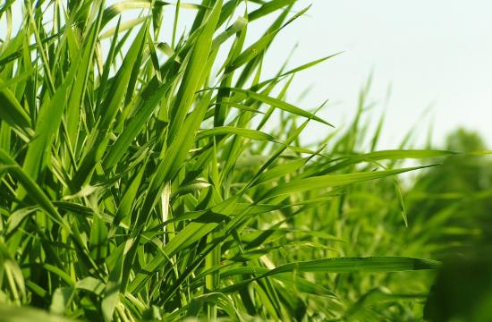 grass