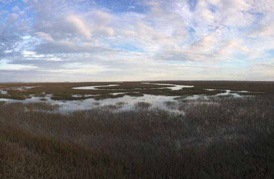Marsh and skyline