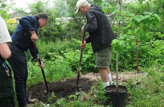 Two men with shovels planting a tree
