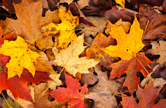 Fall leaves