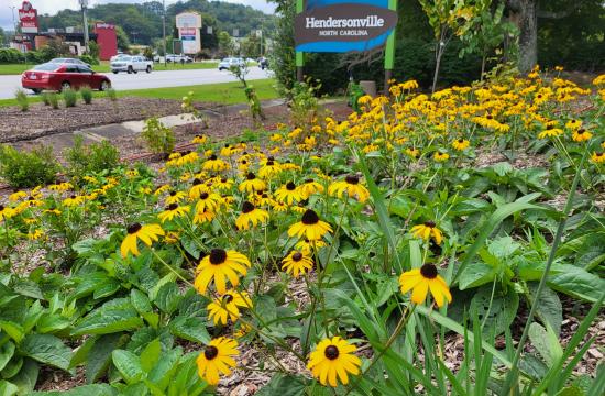 Yellow flowers in a pollinator bed.