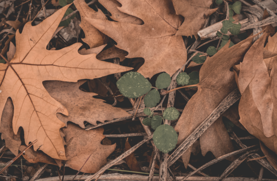 Pile of fallen leaves on the ground.