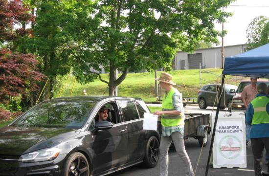 Cars driving through Bradford Pear Bounty Event, with a volunteer guiding traffic.