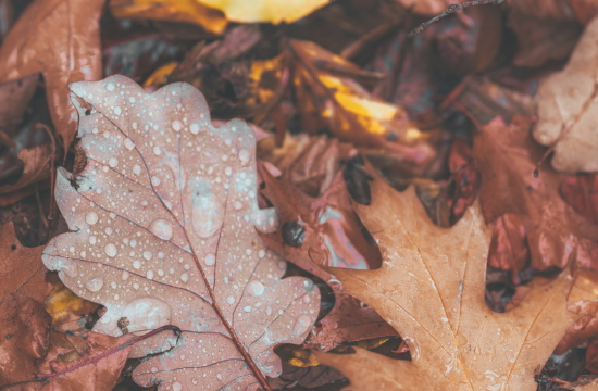 Pile of fallen leaves.