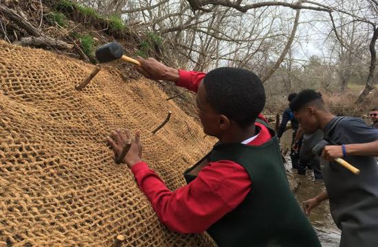 Boy with a rubber mallet, hammering live stakes into the ground