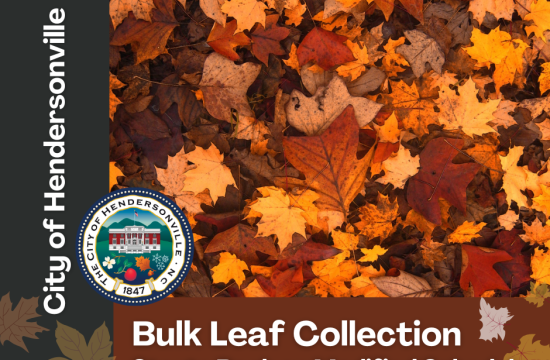 Leaf Collection Graphic with a mixture of leaves on the ground