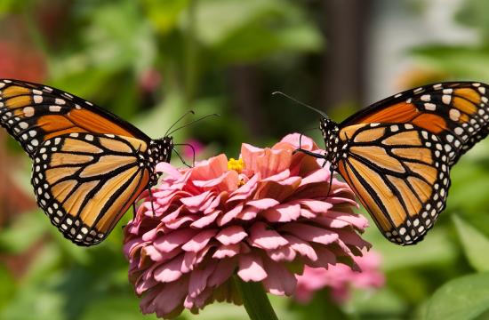Two orange butterflies sitting on a pink flower.