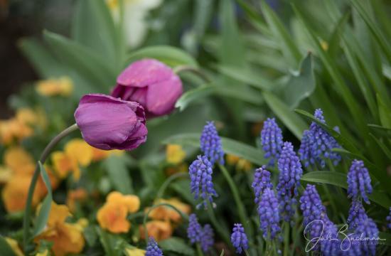tulip extravaganza