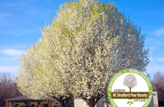 Bradford Pear Tree, showing white blooms. The Bradford Pear Bounty Logo is also present.