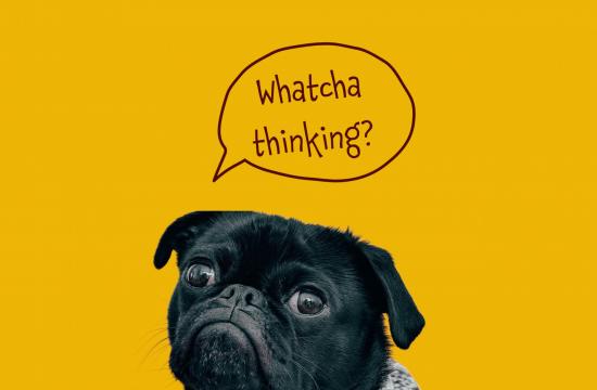 black dog on yellow background
