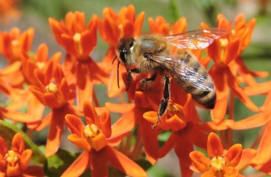 honey bee photo