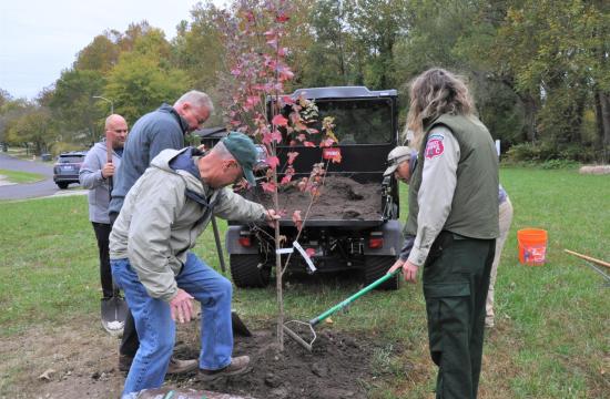 tree planting