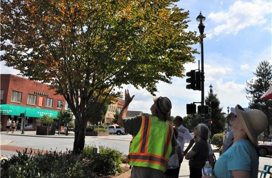 Tree on Main Street with people looking