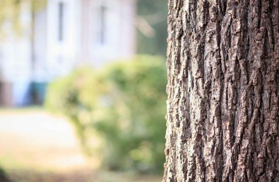 tree trunk