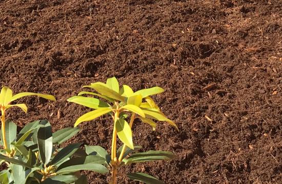 mulch with plant