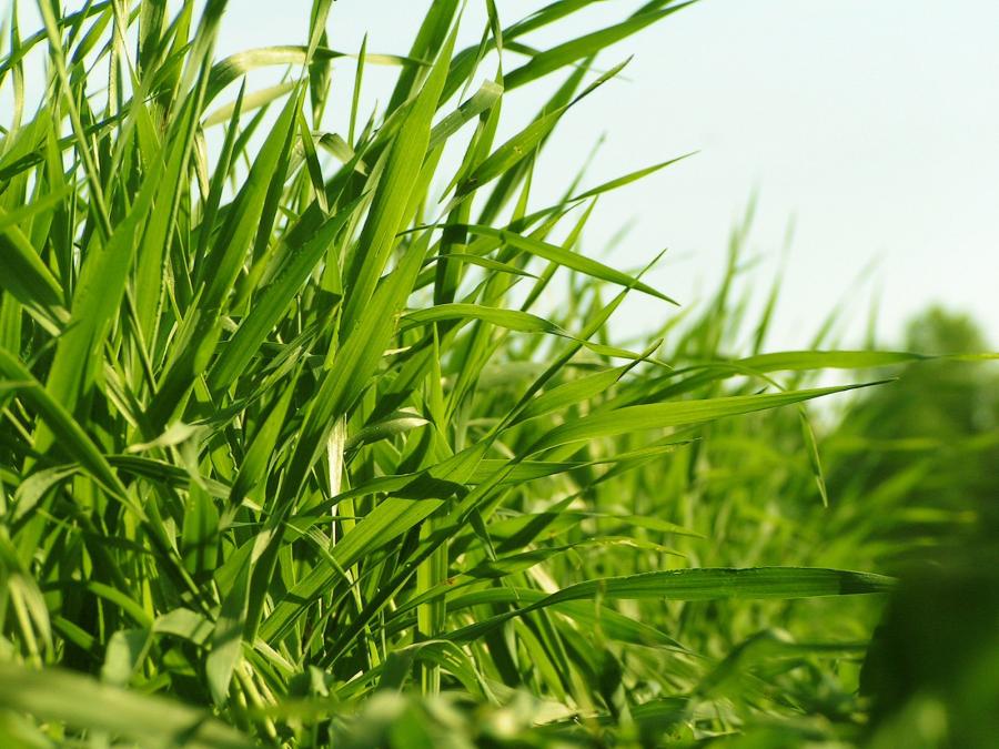 grass