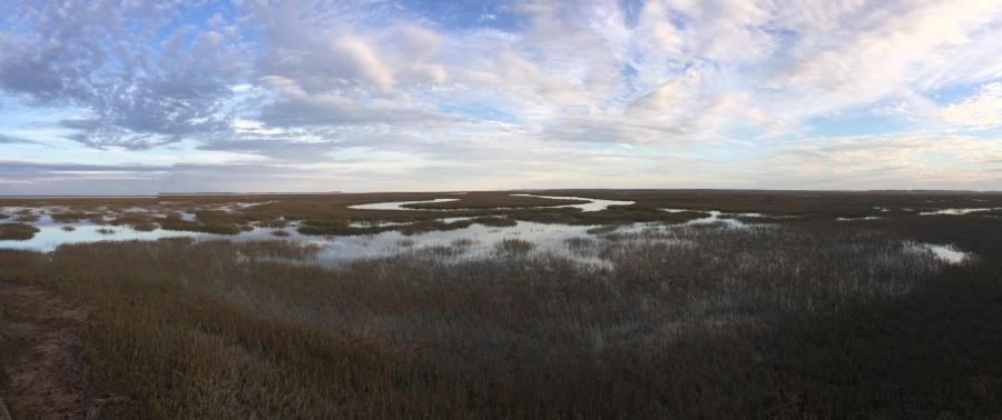 Marsh and skyline