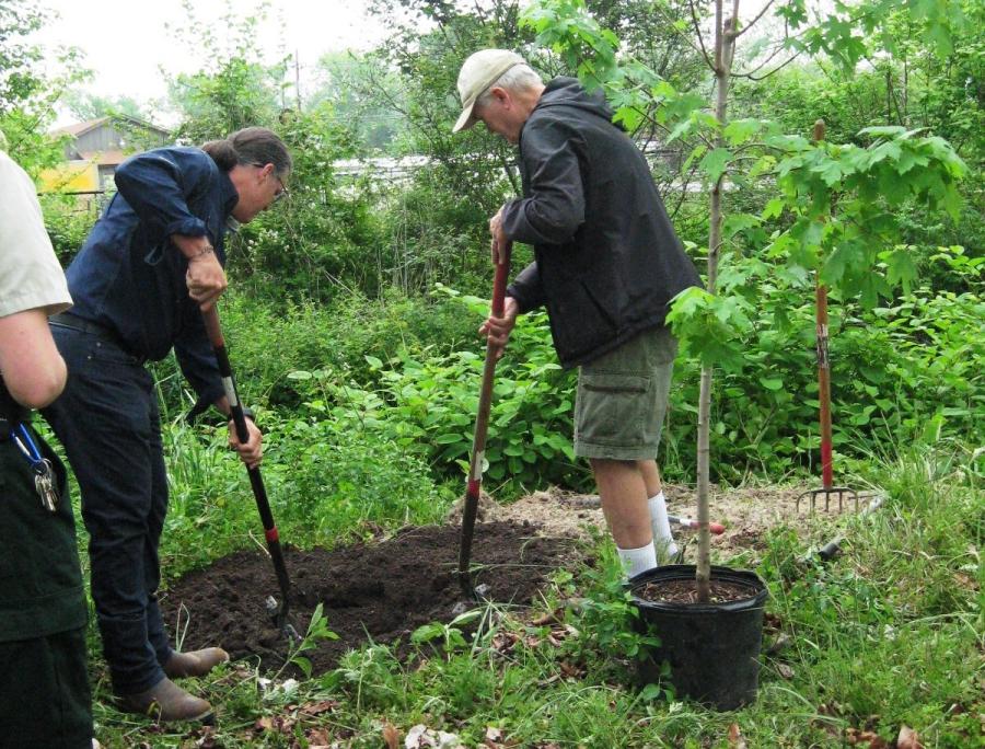 Two men with shovels planting a tree