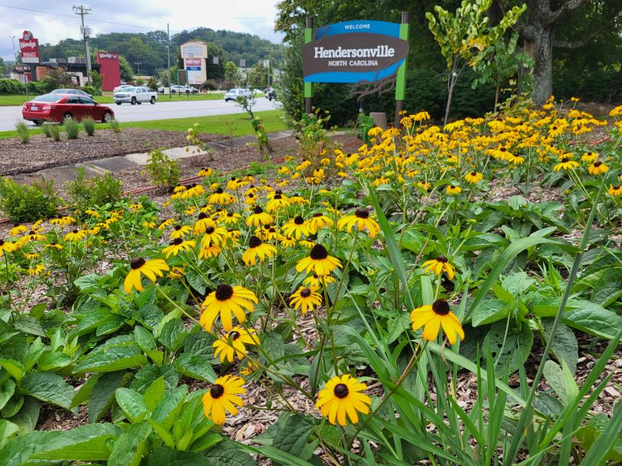 Yellow flowers in a pollinator bed.