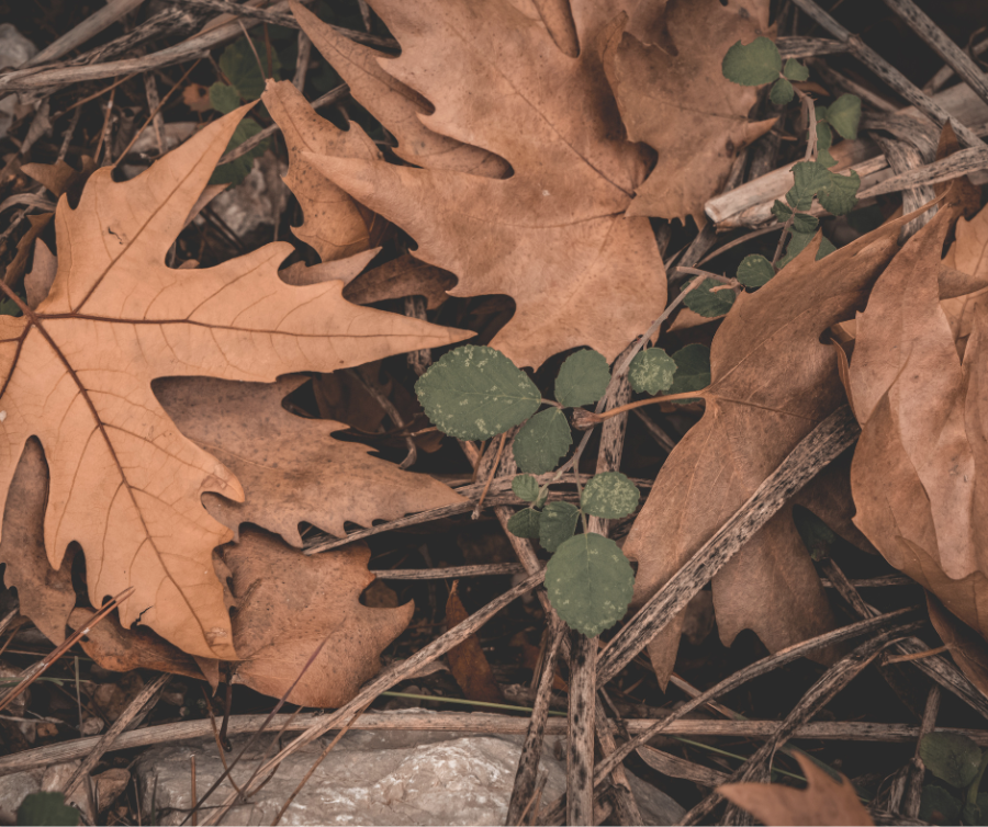 Pile of fallen leaves on the ground.