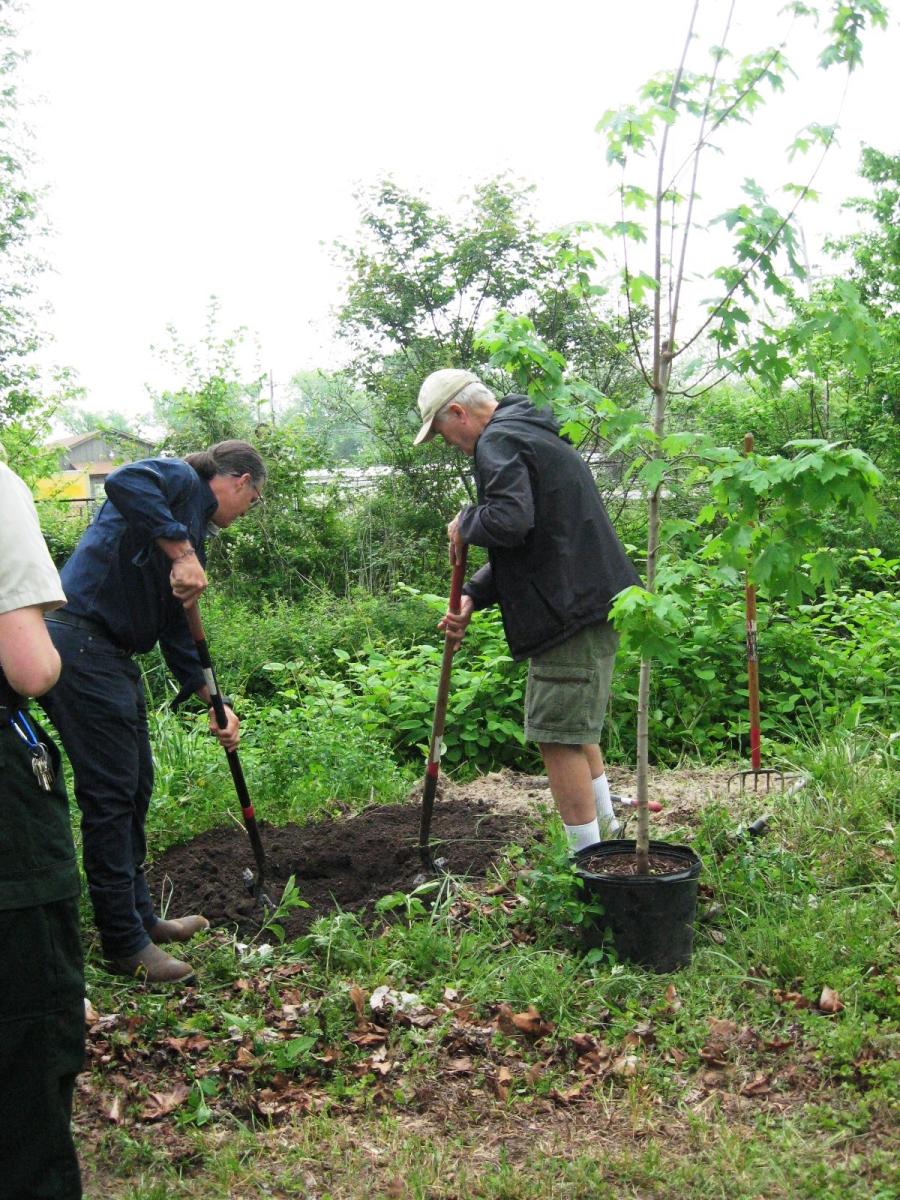 Two people outside planting a tree.