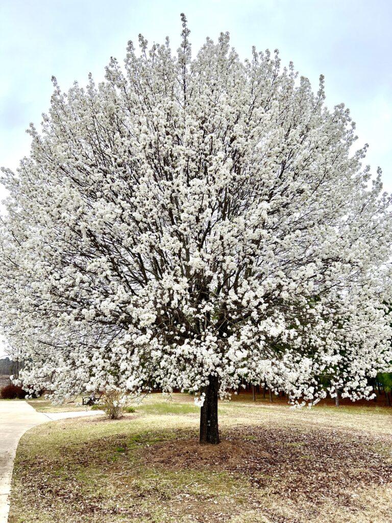 Picture of a Bradford Pear tree, covered in white flowers.