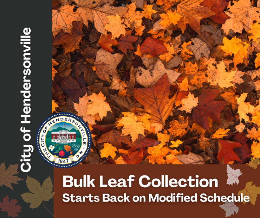 Leaf Collection Graphic with a mixture of leaves on the ground