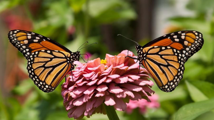 Two orange butterflies sitting on a pink flower.