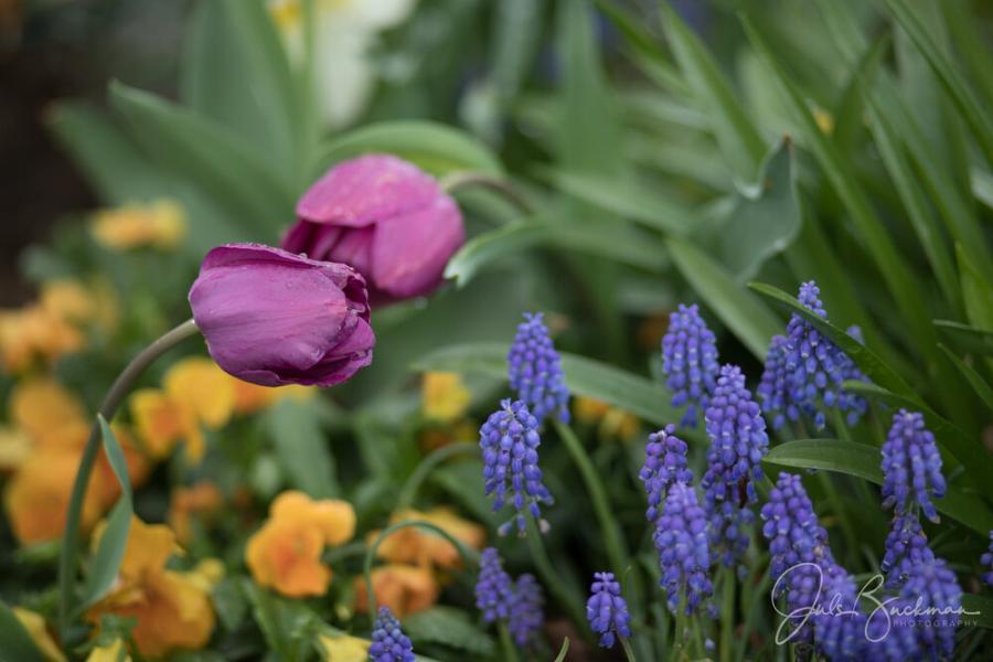 tulip extravaganza