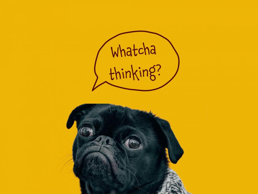 black dog on yellow background
