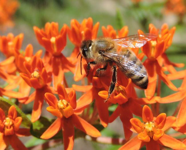 honey bee photo