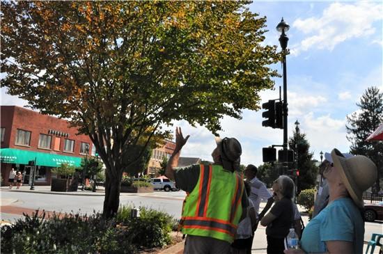 Tree on Main Street with people looking