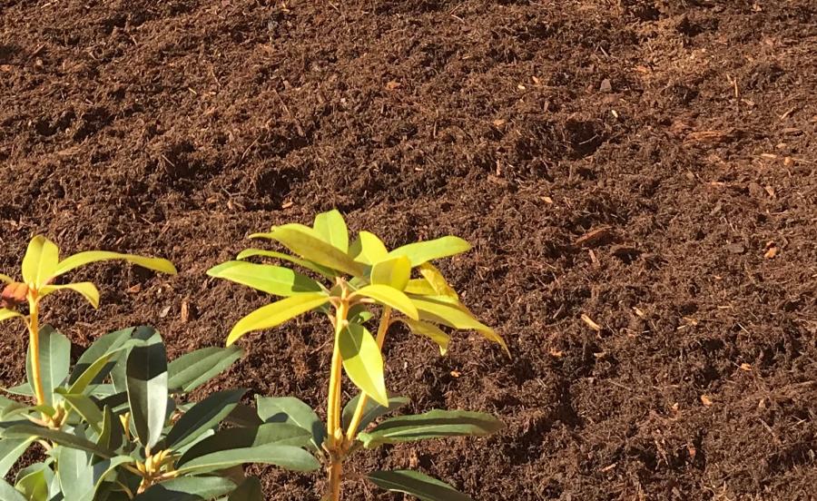 mulch with plant