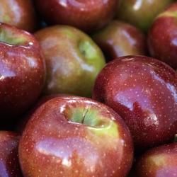 Apples Closeup