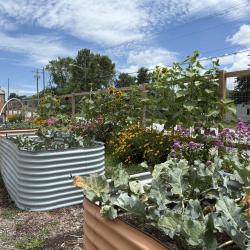View inside of garden of raised garden beds