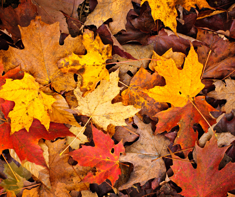 leaves