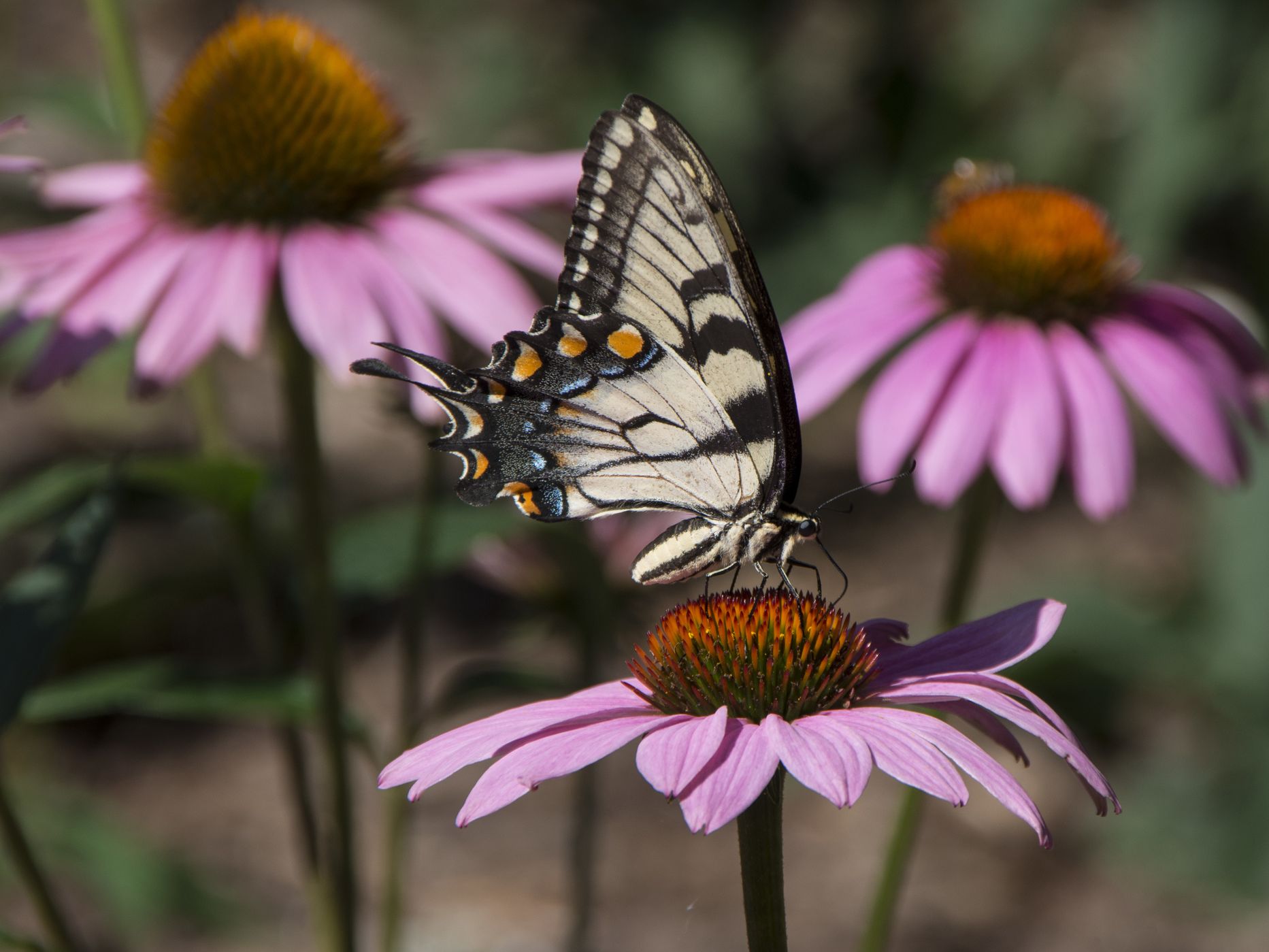 Echinacia flowers with butterfly on flower
