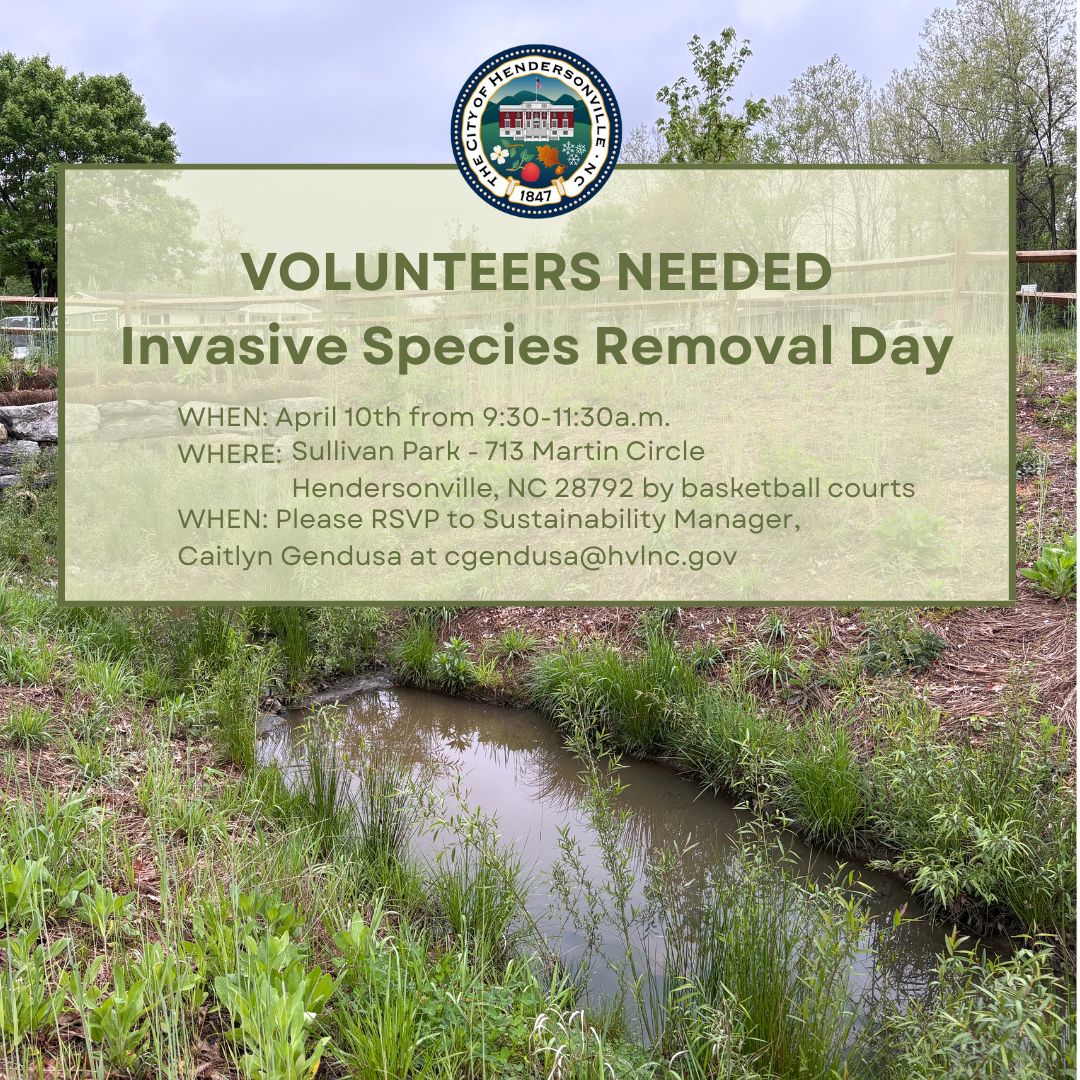 Invasive species removal day
