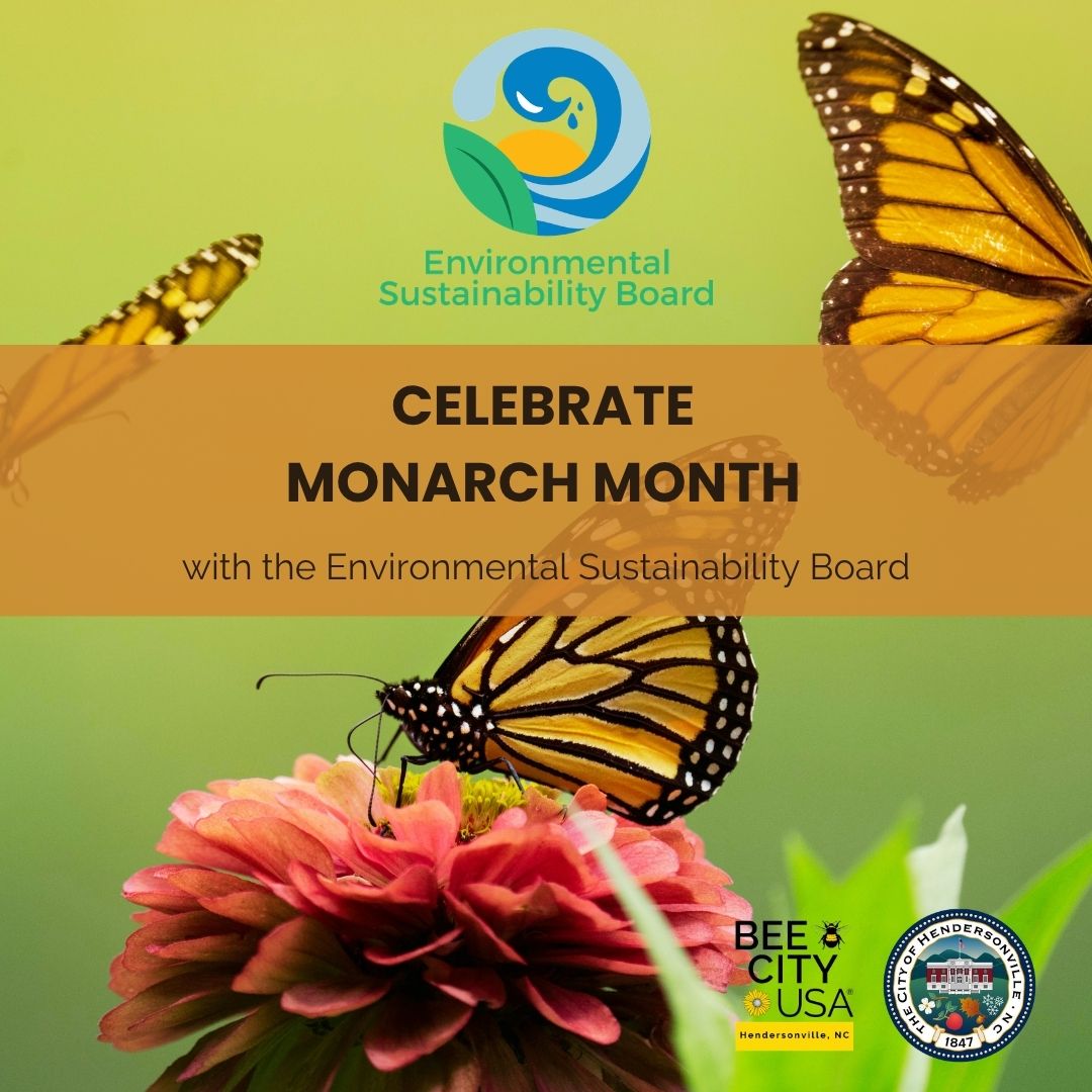 Monarch butterflies for Celebrate Monarch Month event
