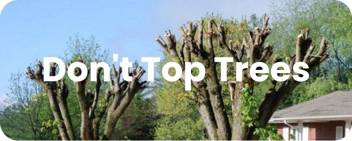 Don't Top Trees