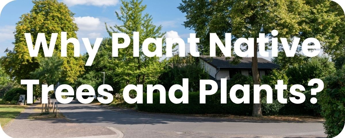 Why Plant Native Trees and Plants?