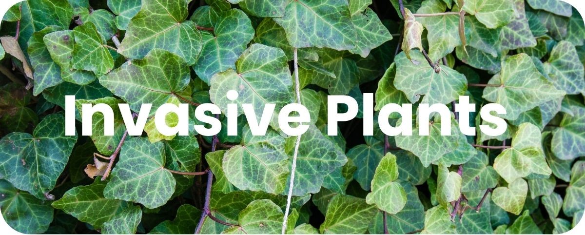 Invasive Plants