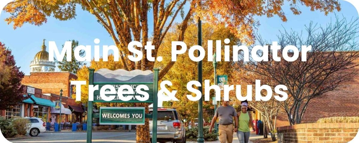 Main St. Pollinator Trees & Shrubs Main St. Pollinator Trees & Shrubs